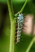 24th Jun 2024 - Zebra Longwing Caterpillar