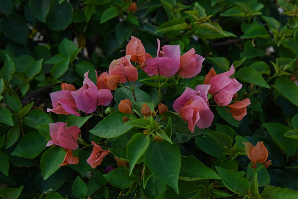 6 23 Bougainvillea bush by sandlily