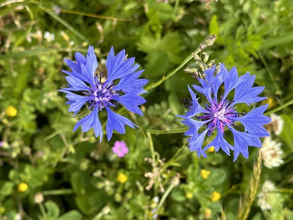 Cornflowers by pamknowler