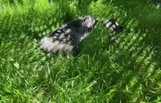 24th Jun 2024 - Dappled cat