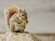 24th Jun 2024 - Peanut Feast