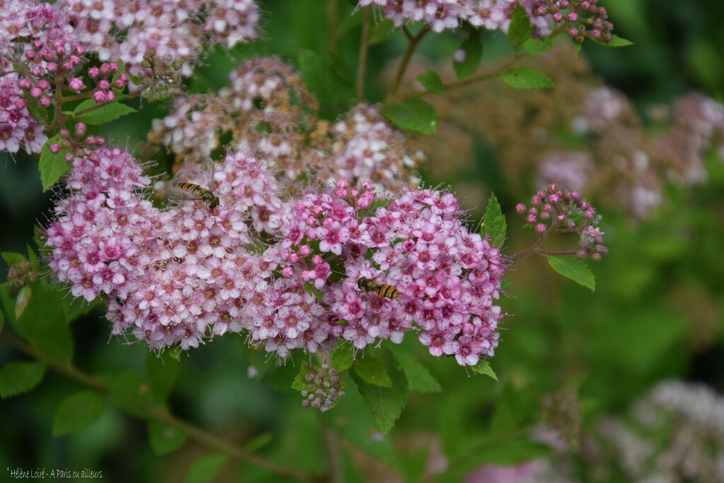 Viburnum by parisouailleurs