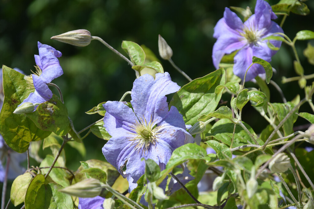 Clematis by parisouailleurs