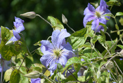 23rd Jun 2024 - Clematis