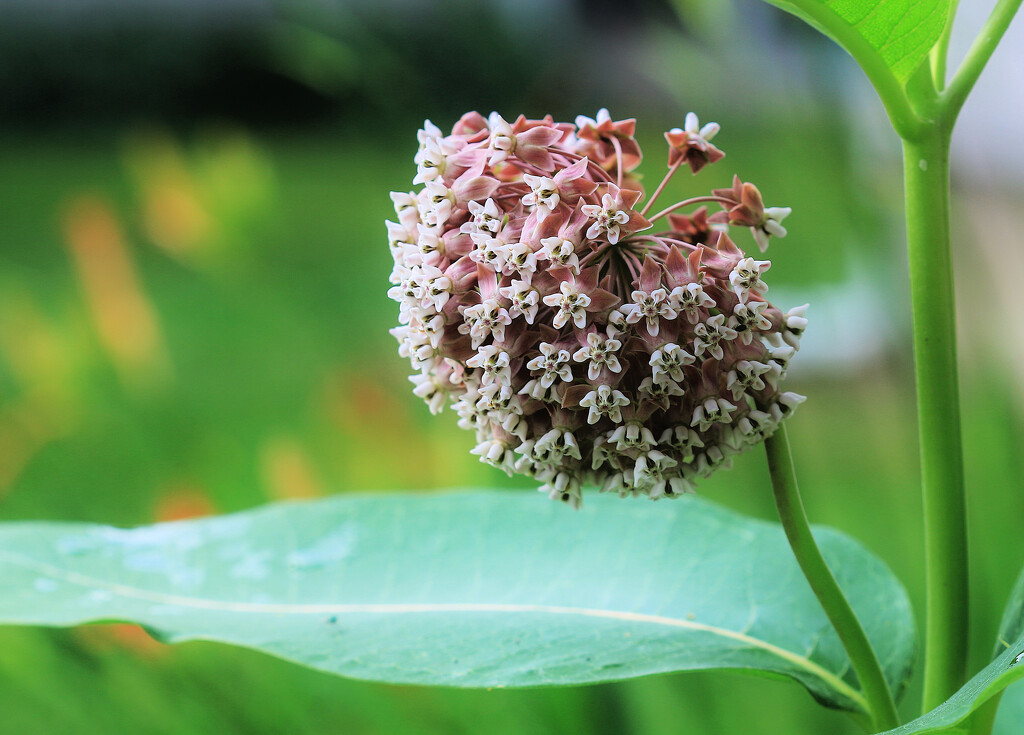 Where's My Butterfly? by juliedduncan