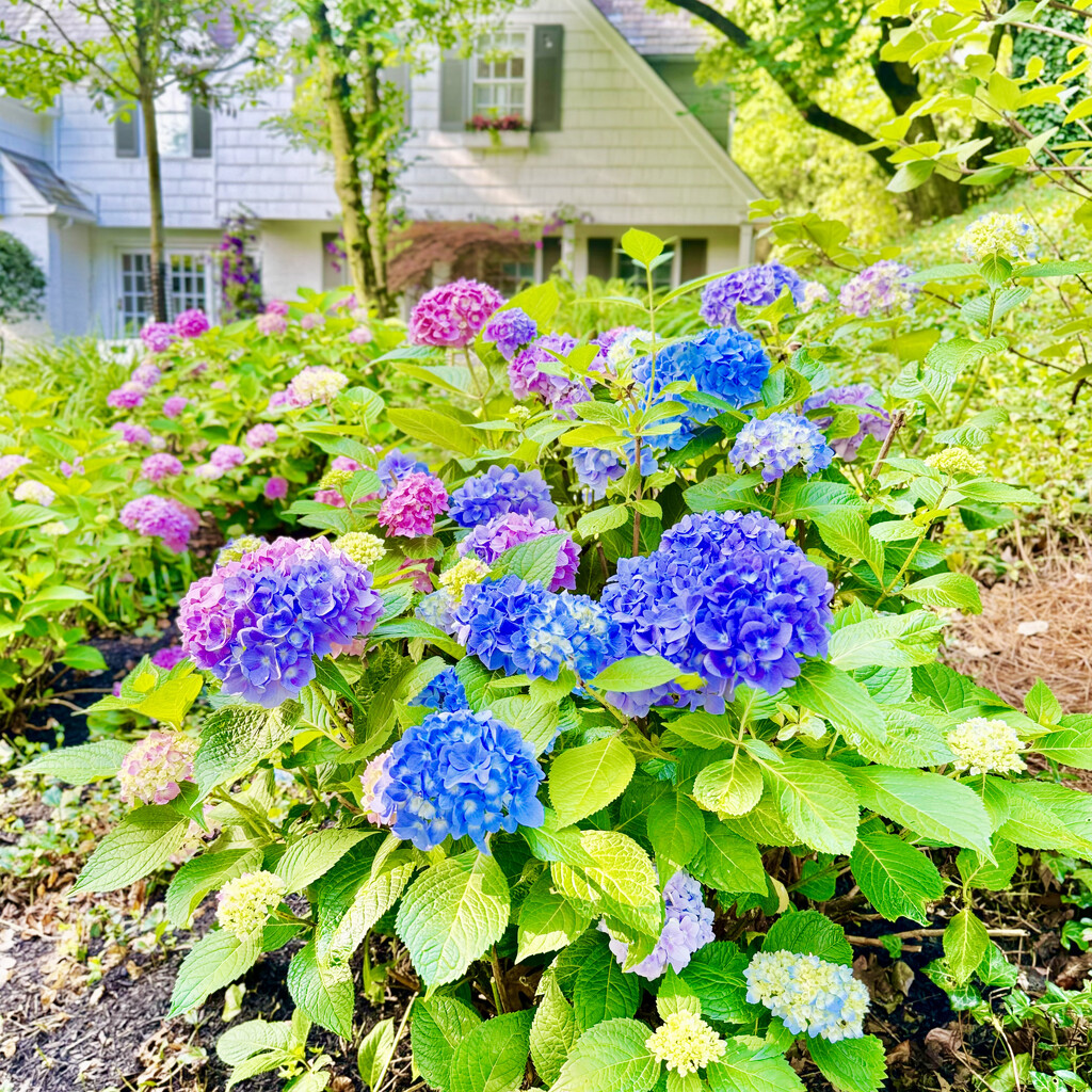 Hydrangea On My Walk by yogiw