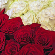23rd Jun 2024 - The Roses Look Like Velvet