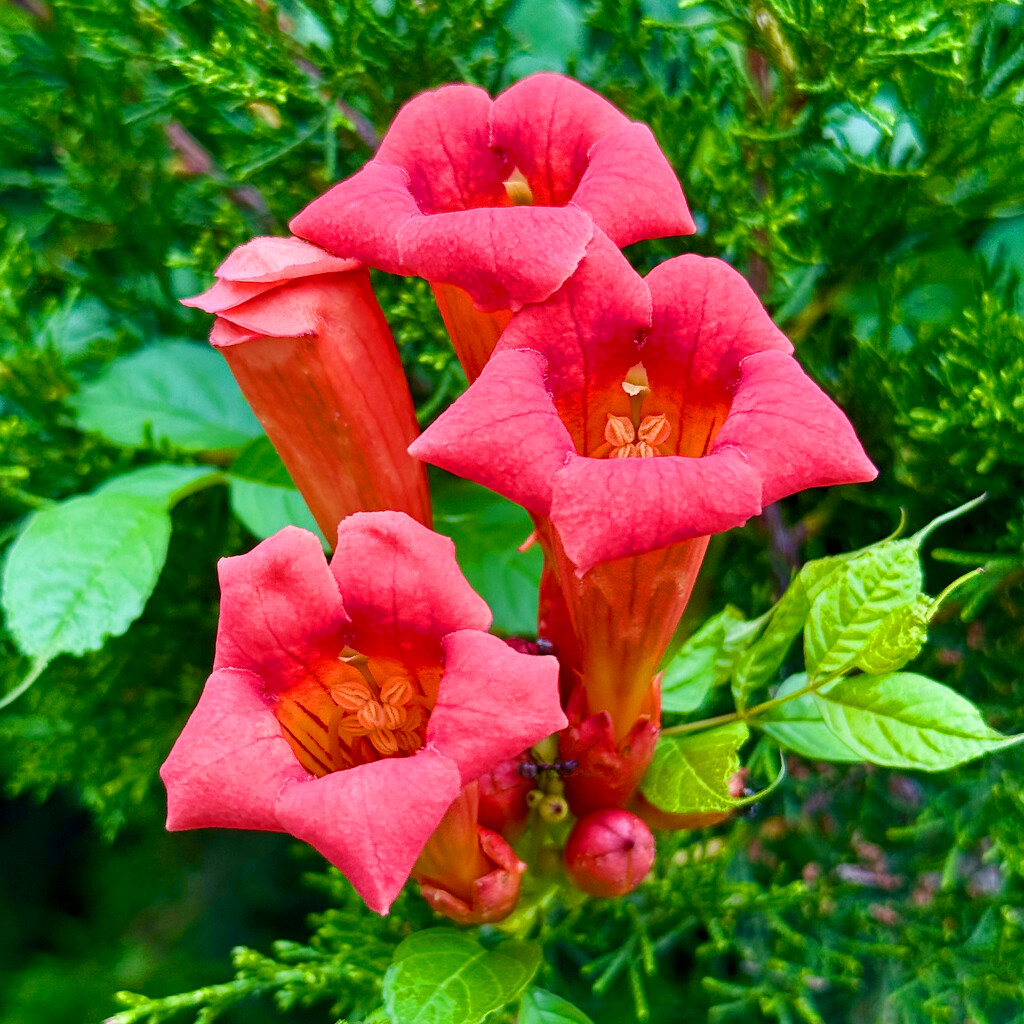 Red Trumpet Flowers by yogiw