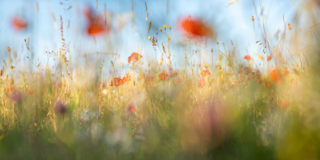 Poppies Soft by hannahcallier