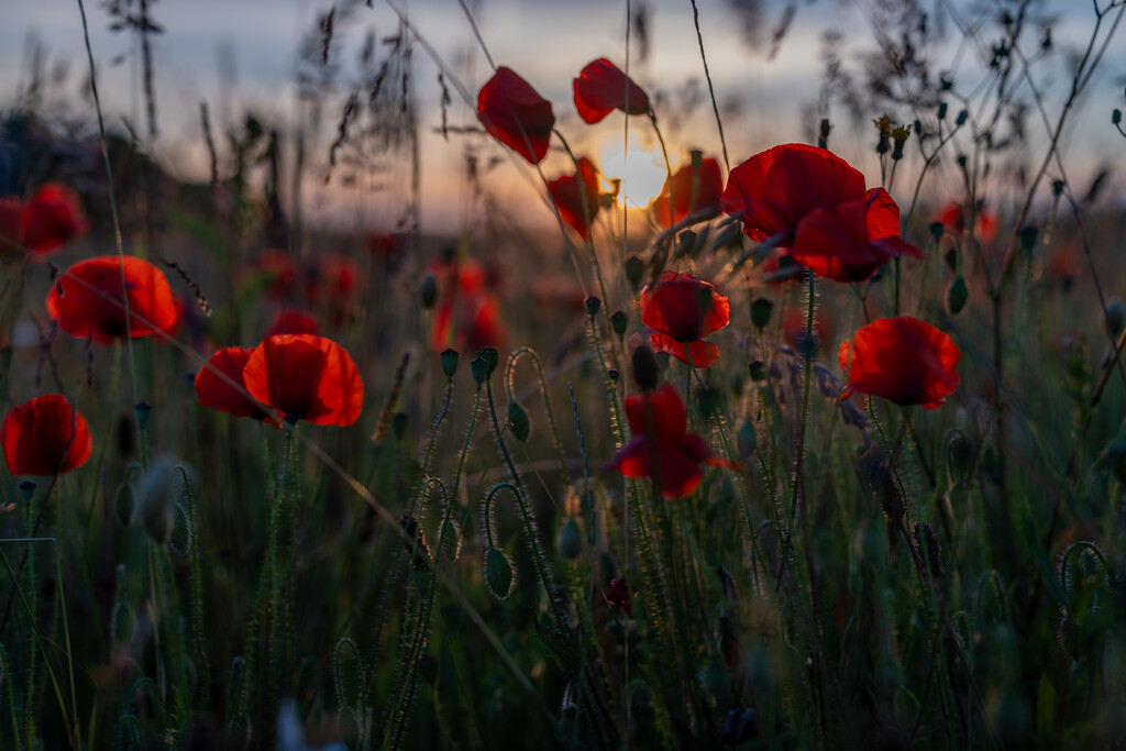 Back lit Poppies by hannahcallier