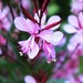 Gaura Lindheimeri by lettevy