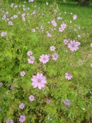 24th Jun 2024 - Geraniums 