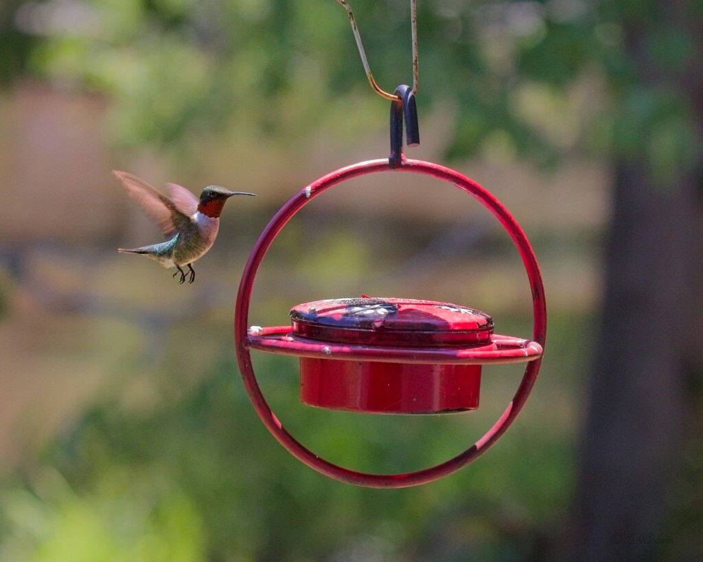 LHG_1426Hummers are active today by rontu