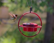 24th Jun 2024 - LHG_1426Hummers are active today