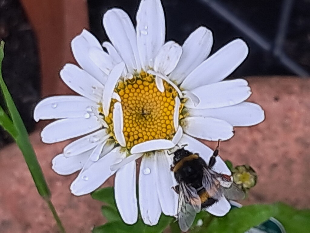 Day 176/366. Bee on osteospurmum by fairynormal