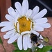Day 176/366. Bee on osteospurmum