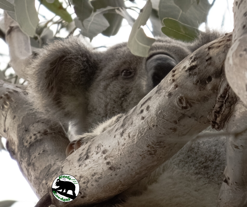 day 2 with the new koala by koalagardens
