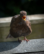 24th Jun 2024 - Juvenile Blackbird