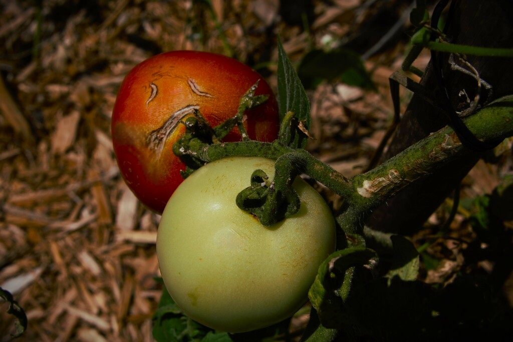 Sad Tomato by photohoot