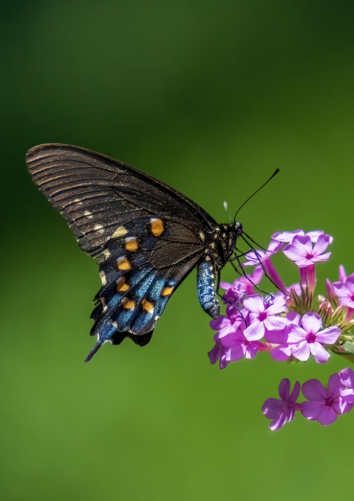 Pipevine Swallowtail by kvphoto