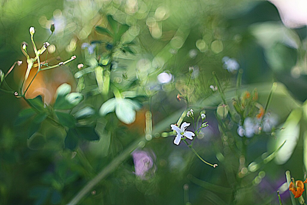 Wildflower Tangle by lynnz