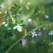 Wildflower Tangle by lynnz