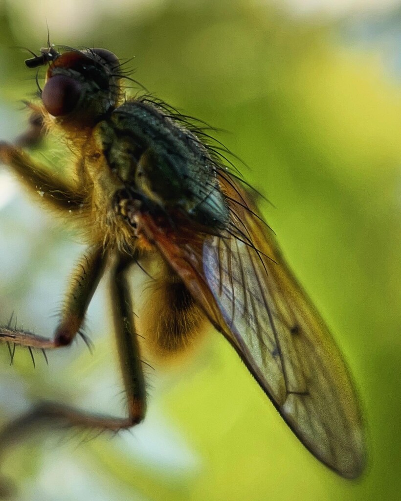 Scathophaga stercoraria  by gaillambert