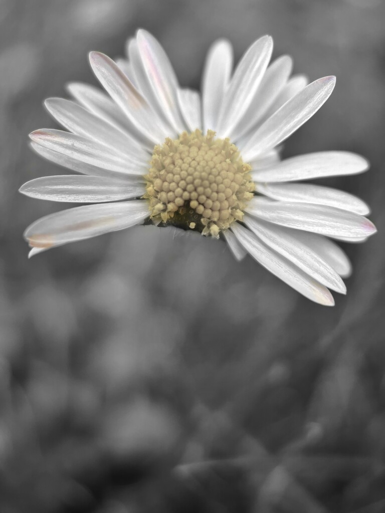 Broken Daisy by gaillambert