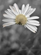 24th Jun 2024 - Broken Daisy