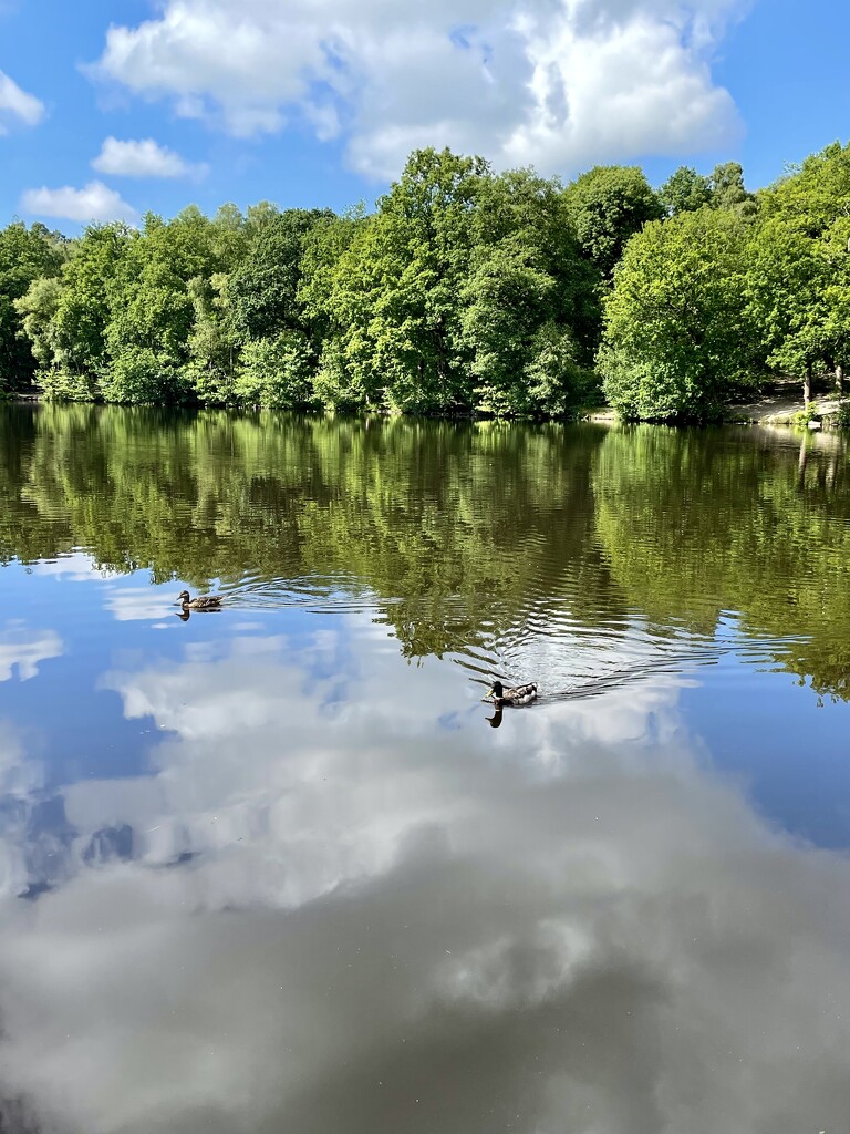 More reflection  by irenasevsek