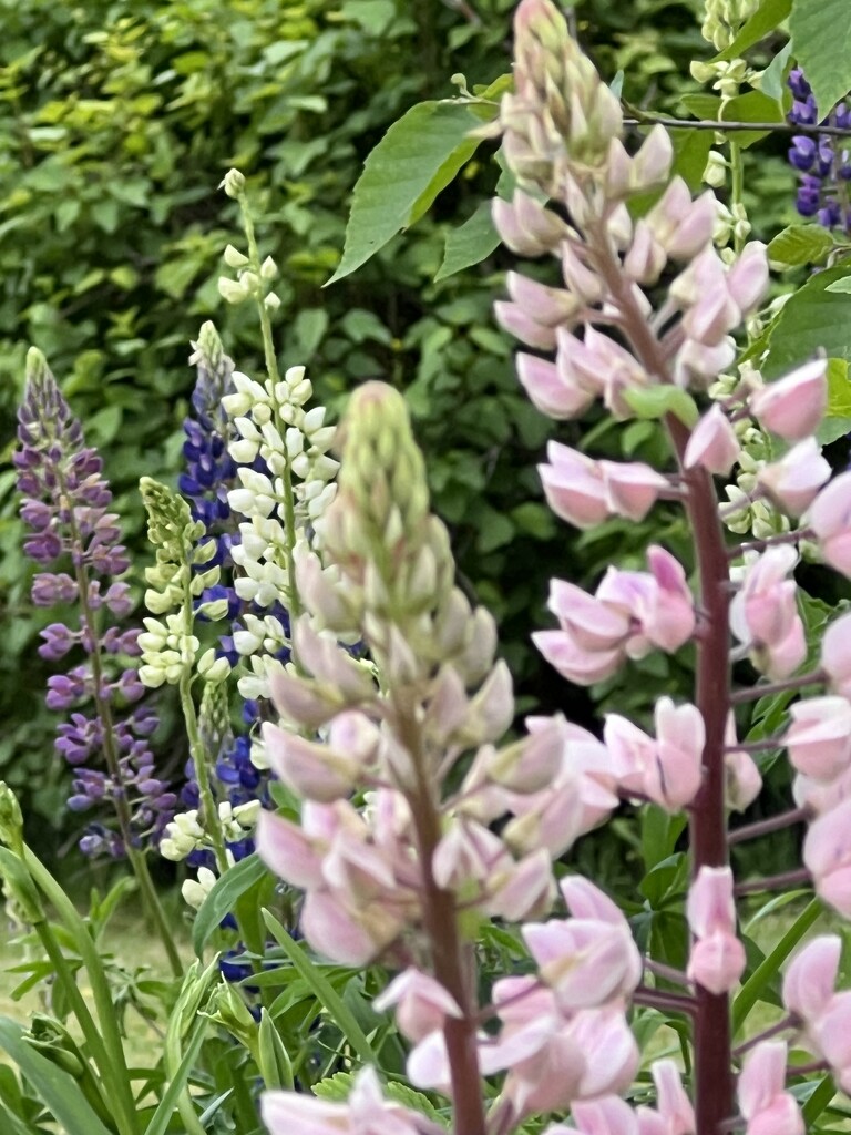 My Lupines by radiogirl