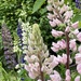 My Lupines