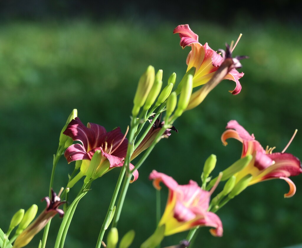 Daylilies by 365projectorgheatherb