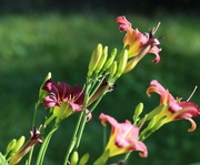 24th Jun 2024 - Daylilies