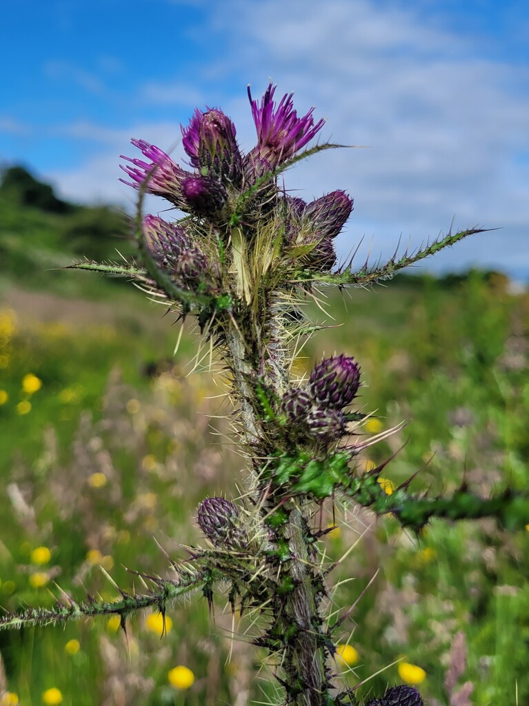 Thistle by clearday