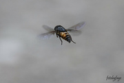 24th Jun 2024 - Hoverfly