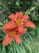 24th Jun 2024 - Day Lilies