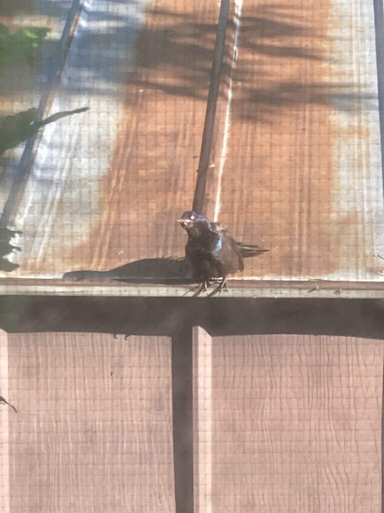 Grackle on the Shed Roof by spanishliz