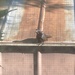 Grackle on the Shed Roof