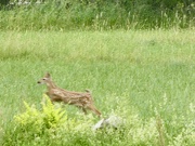 24th Jun 2024 - Bambi