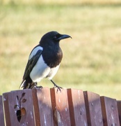 24th Jun 2024 - Magpie Visitor