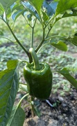 24th Jun 2024 - First Pepper 