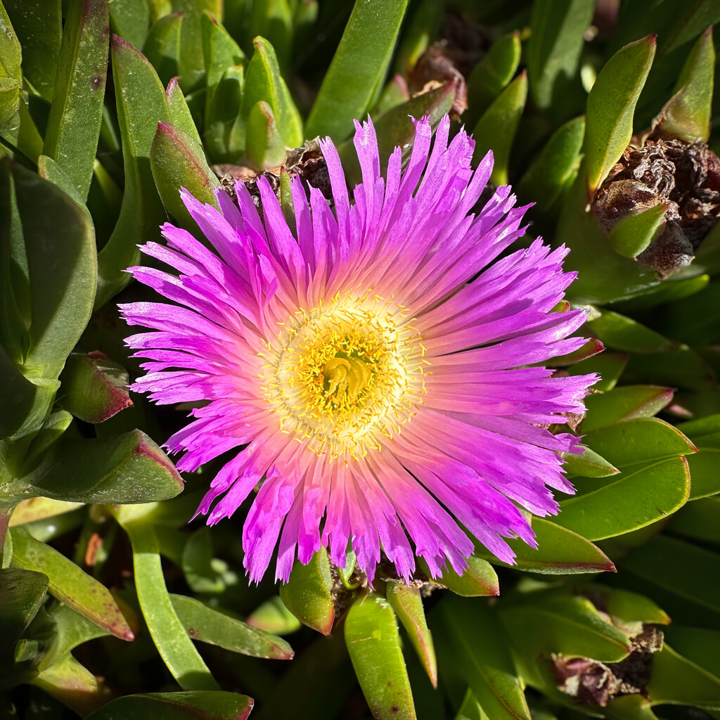 Ice Plant by shutterbug49