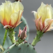 25th Jun 2024 - The Cactus Blooms