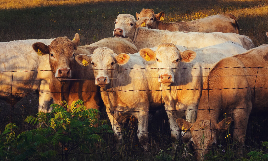 Pretty Cows  by pdulis