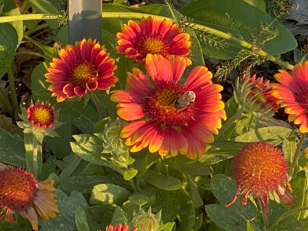 blanket flower by tunia