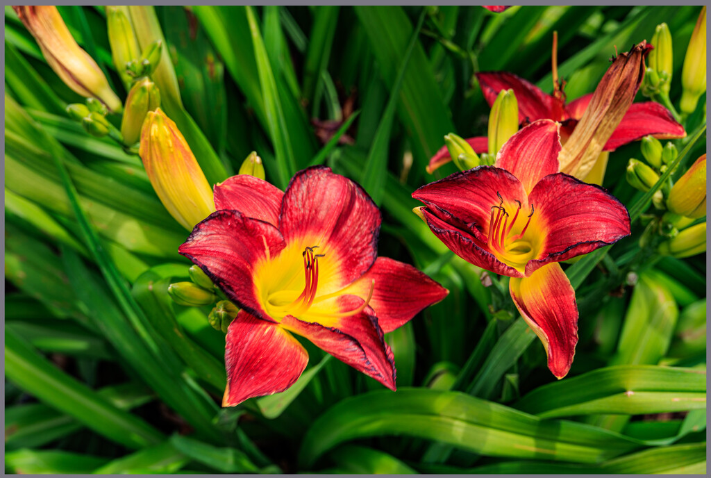 Summer Lilies by hjbenson