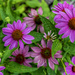 Cone Flowers by lstasel