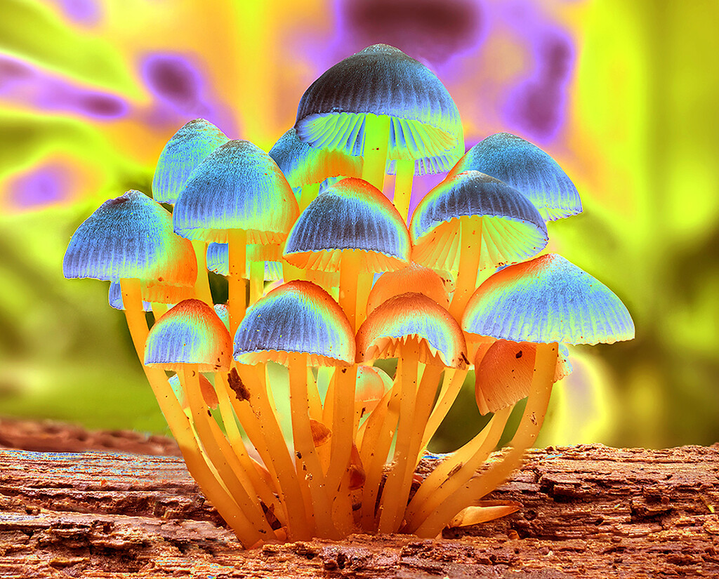 Magic Mushrooms by onewing