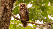 24th Jun 2024 - Juvenile Great Horned Owl!